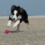 young-border-collie-662706_1280
